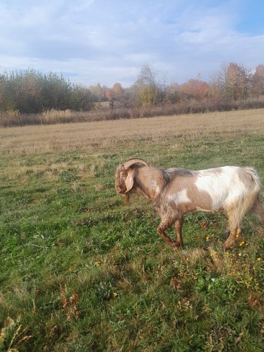 Vând țap anglonubian