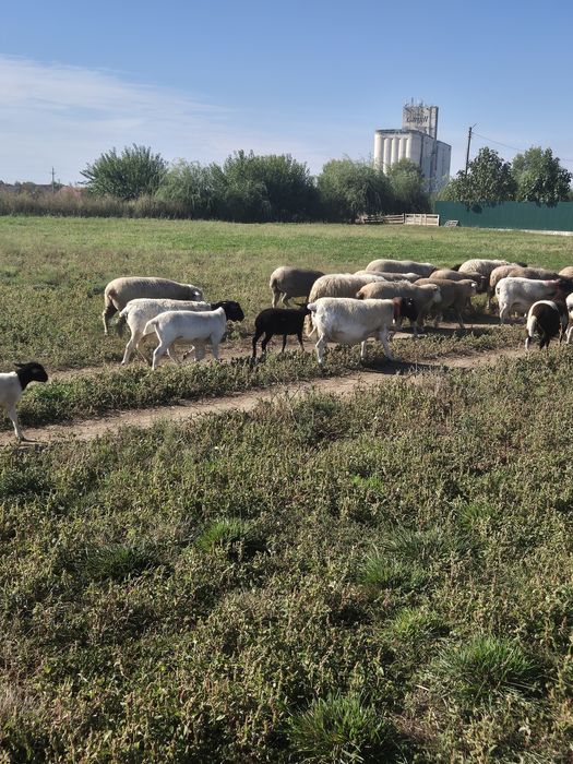 Oi Dorper și ILE De France oferta!