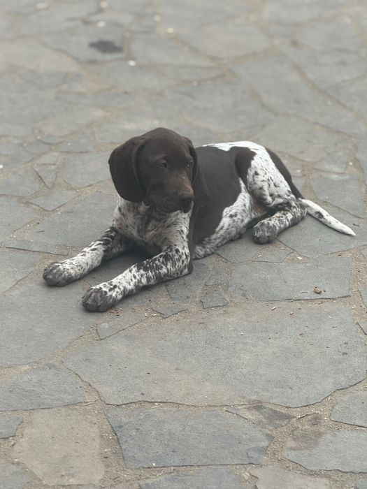 Femela Brac German cu par neted