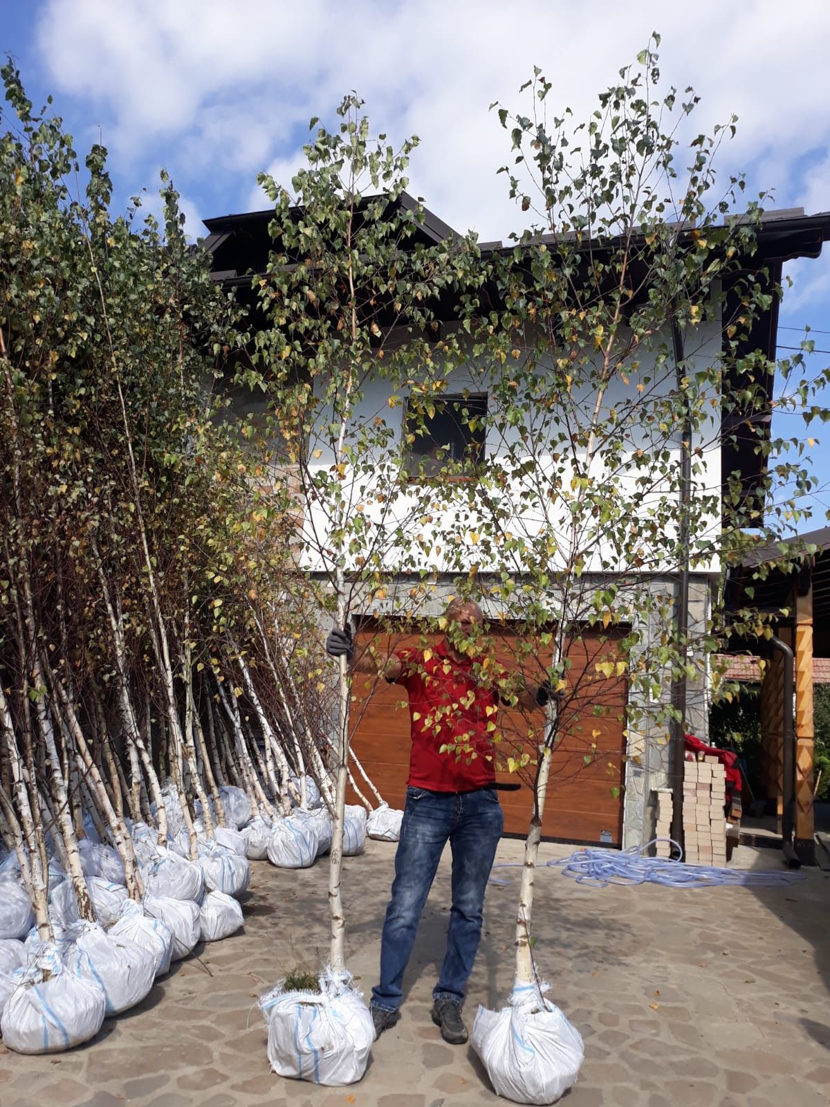 Tuia brazi mesteacăn salcie prunus criptomenia Danica