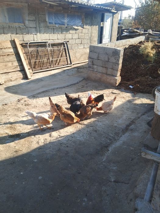 Обмен ешкы ге кыламын