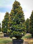 Magnolia Grandiflora La Ghiveci