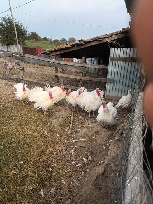 Vând curcani crescuți natural