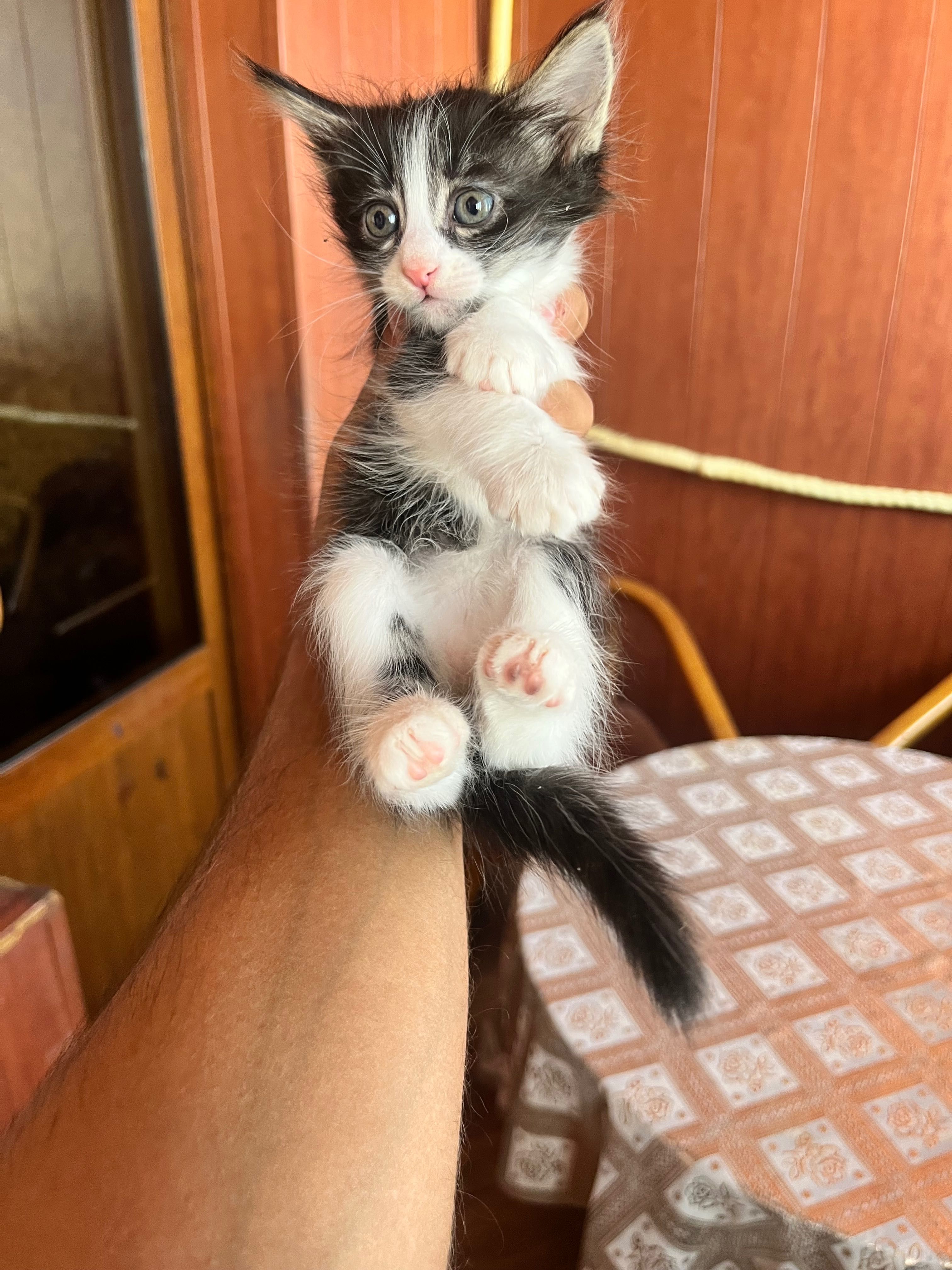 Отдам котят в хорошие руки