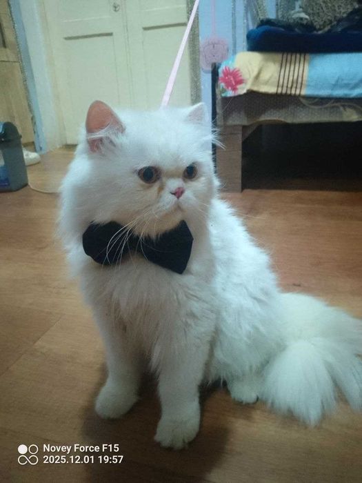 Vyazkaga. Skotish strayt