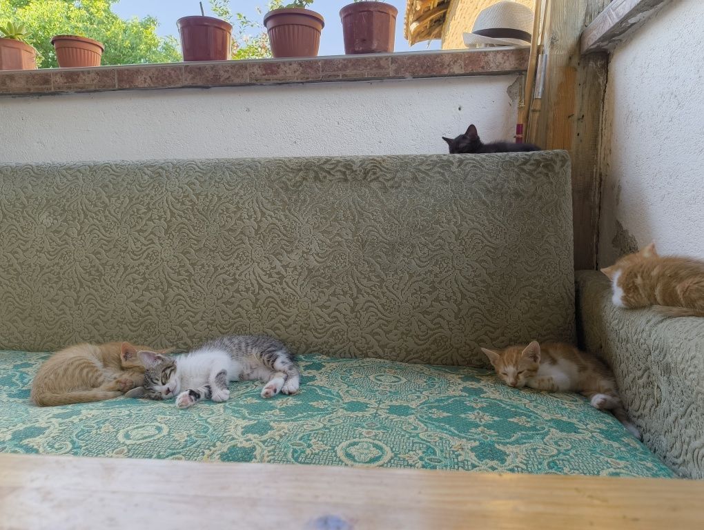 Котета за осиновяване