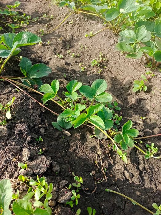 Продам рассаду клубники Лорд,Зенга адрес селекционный