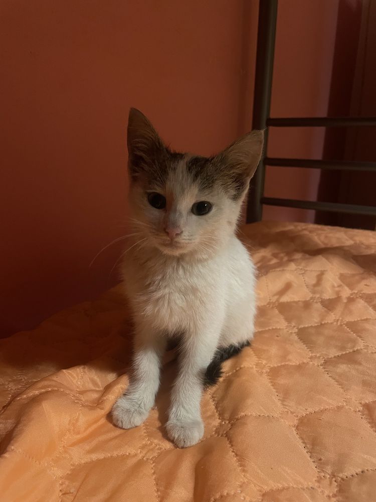 Подарявам женско коте