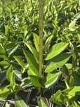 Laur englezesc Caucazica si Rotundifolia angro
