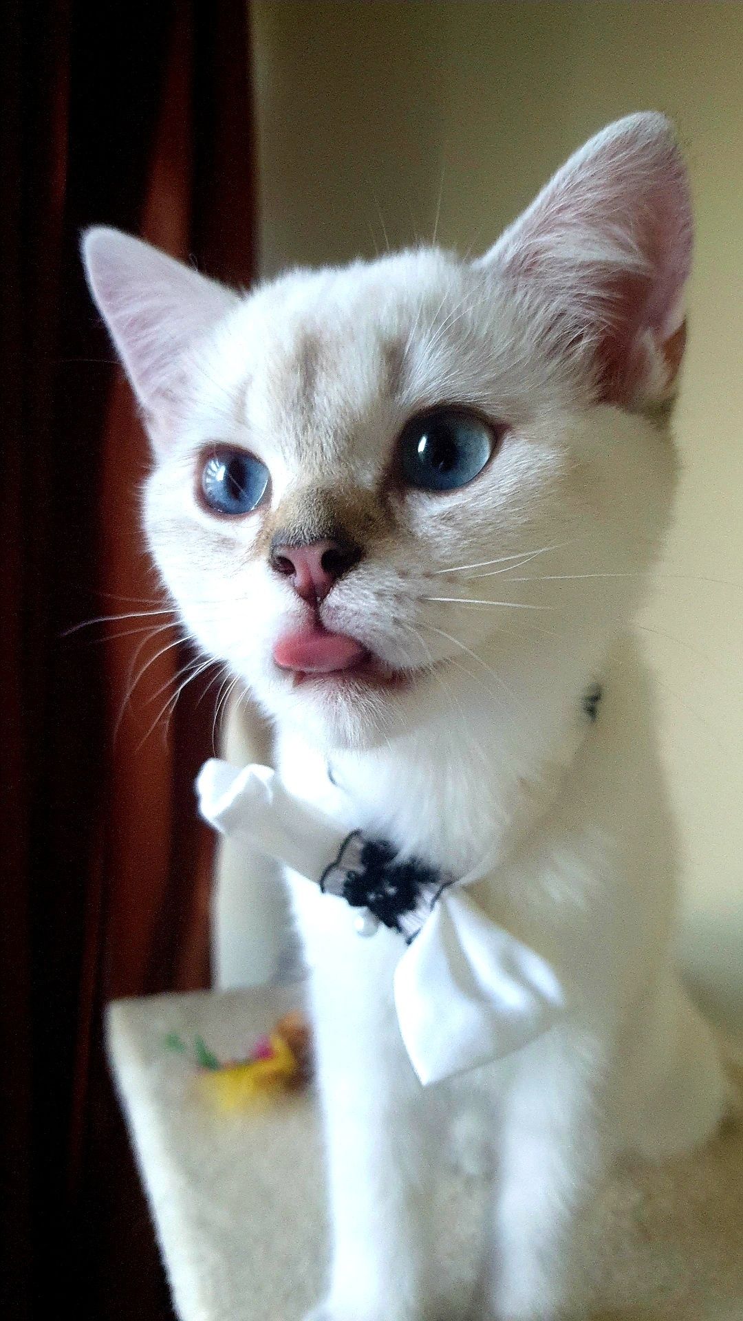 British shorthair cu pedigree