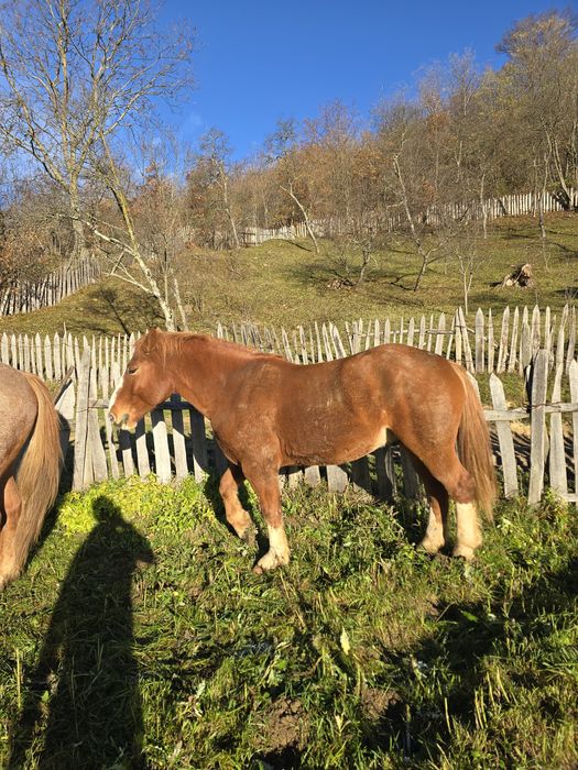 Vand cal foarte cuminte