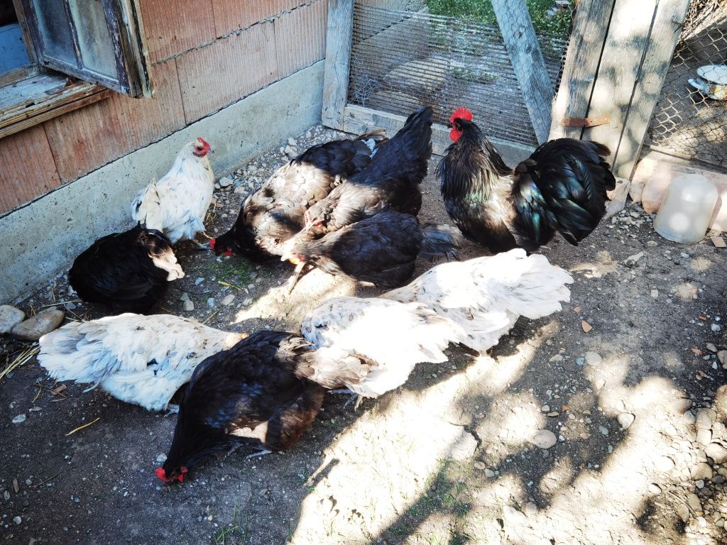 Vând două familii de găini ouătoare australop