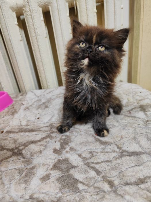 Продаются котята