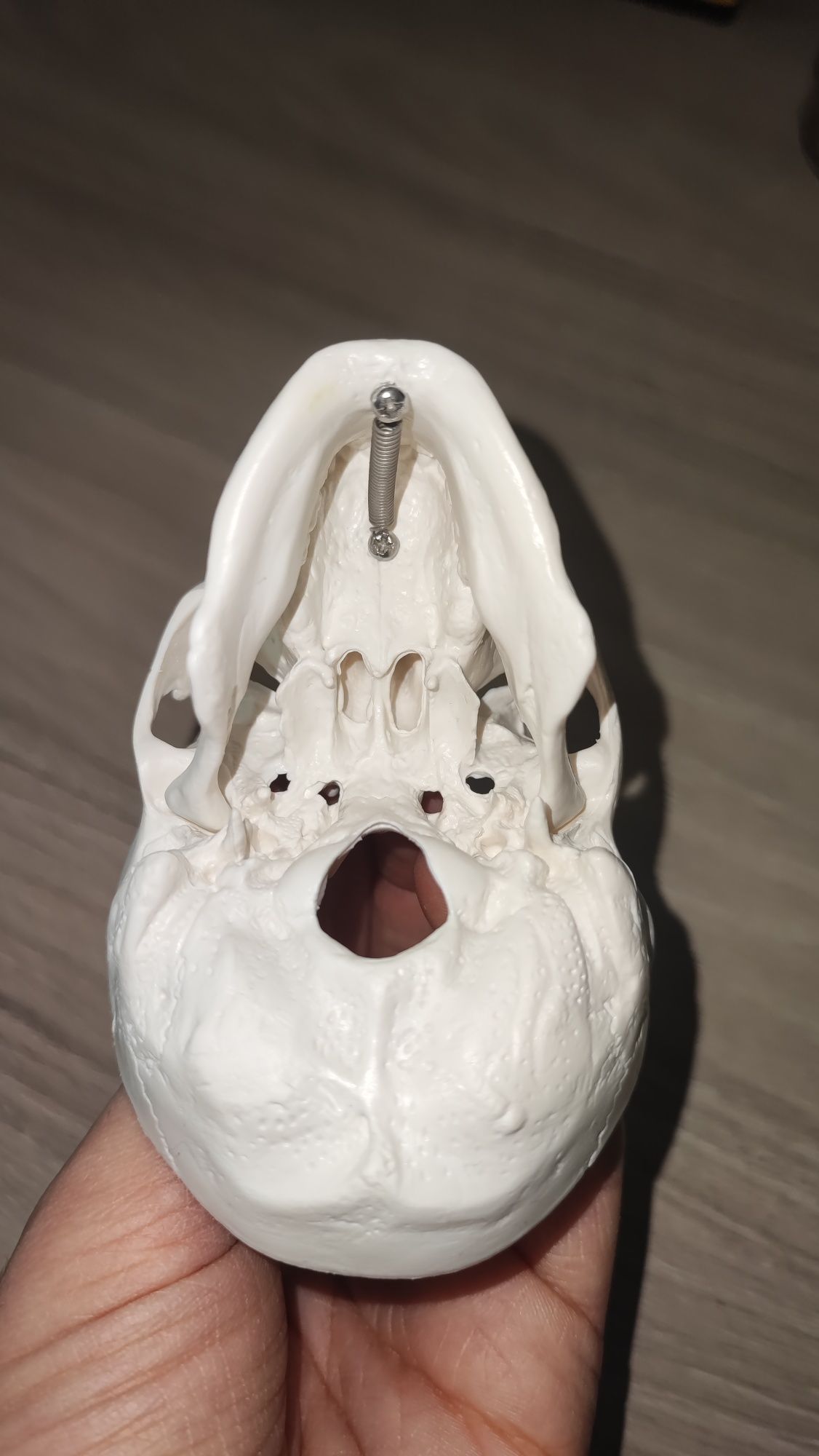 Анатомичен модел на череп