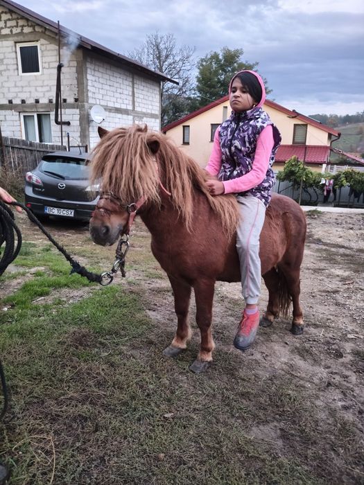 Vând urgent ponei armăsar foarte cuminte
