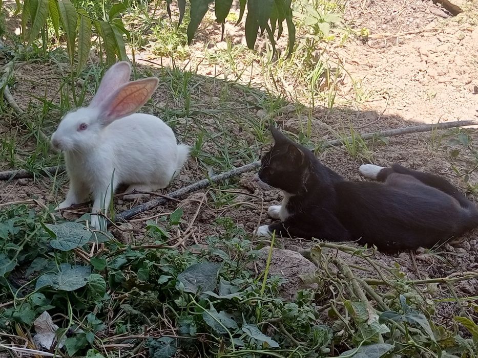 Великан куен боласи