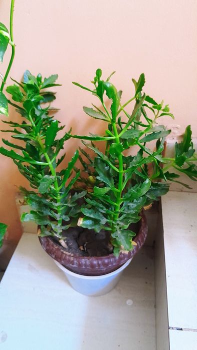 Xonaki gul tuvakda
