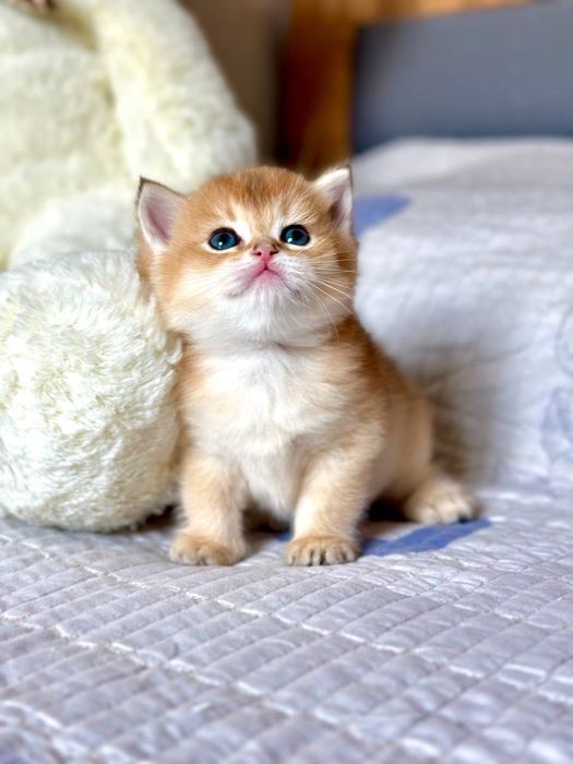 Британские котята