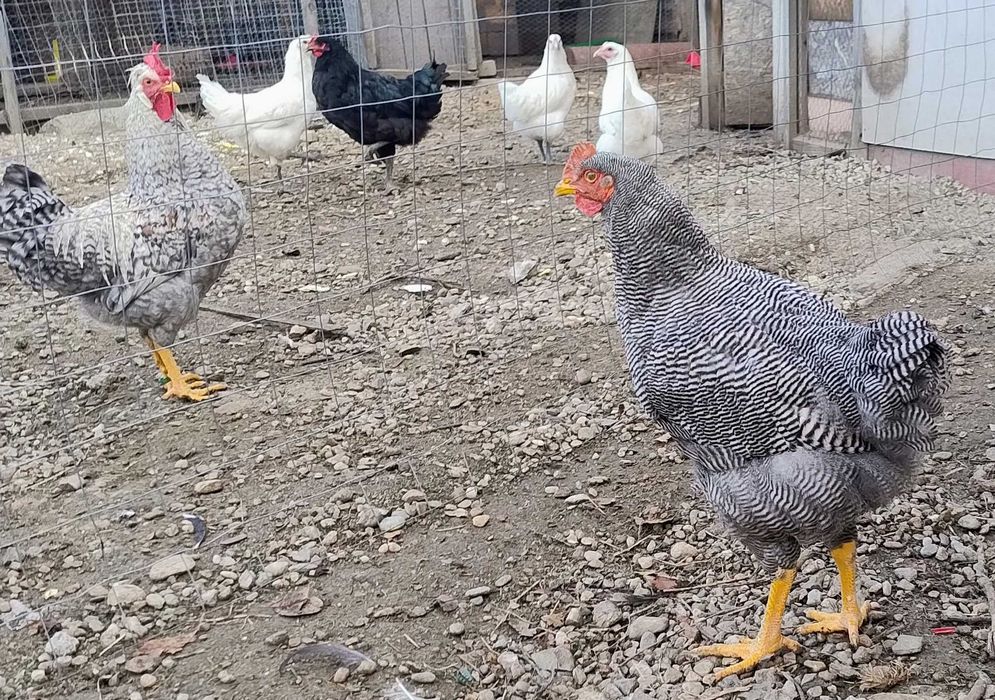 cocos de 5 luni Plymouth Rock Barat