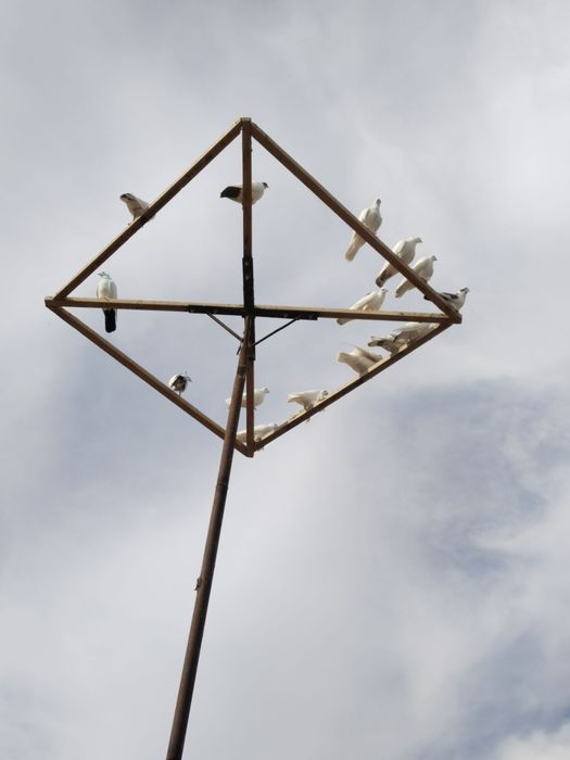 Kabutarlar to'y va marosimlar uchun