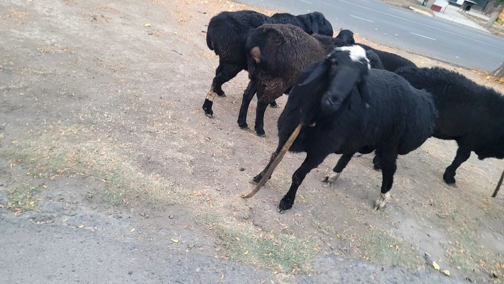 Qo'ylar sotiladi      продаётся домашние бараны