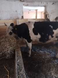 De vanzare vaca baltata romaneasca