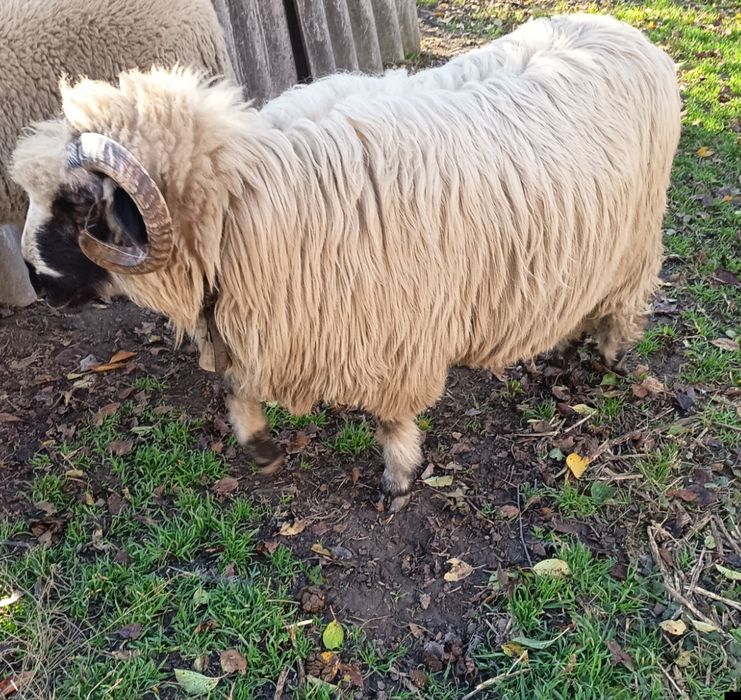 Vând 2 berbecuți de anul acesta