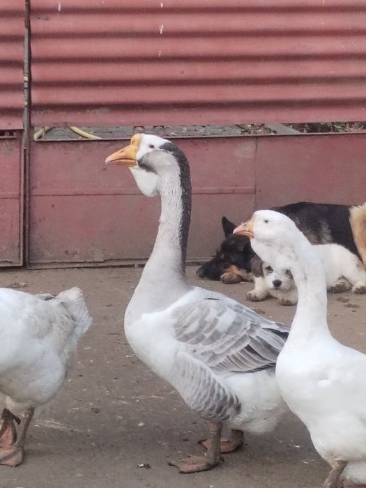 Trei băieți vor alta casa