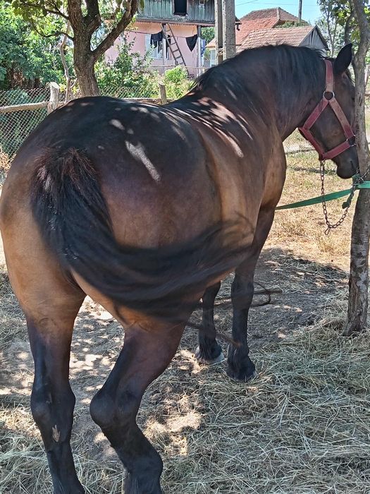 Am o iapă de 7 ani de vânzare