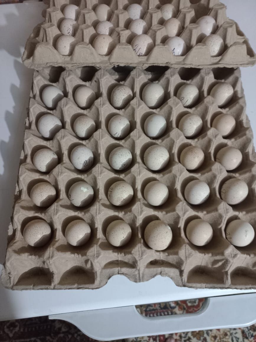 Яйцо инкубационное кеклика