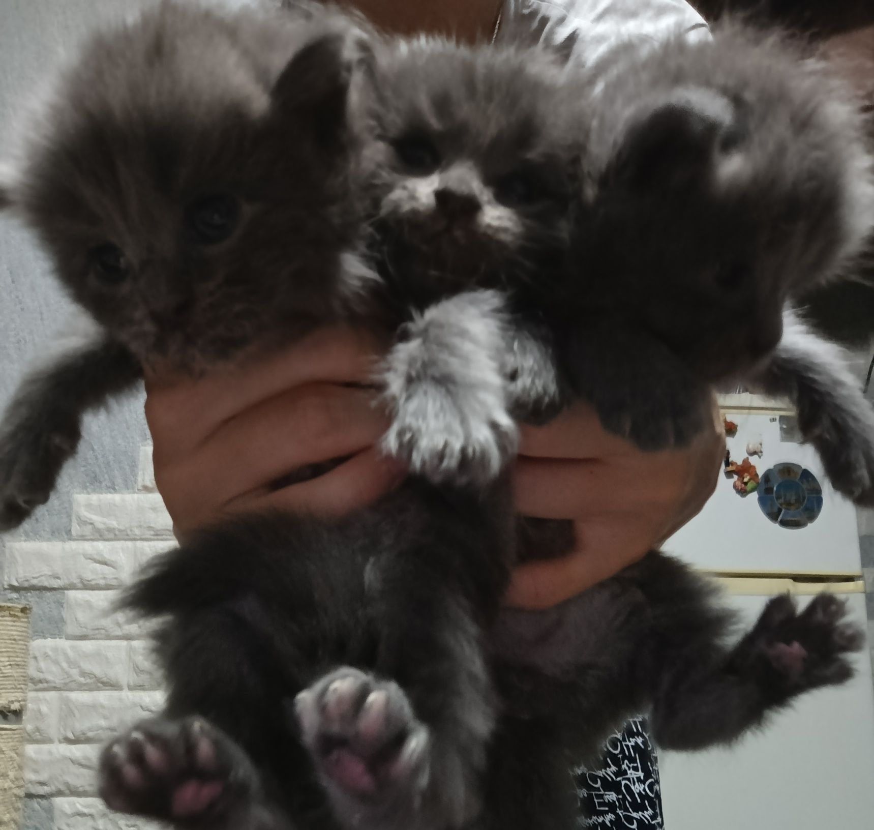 Котята мальчики серые