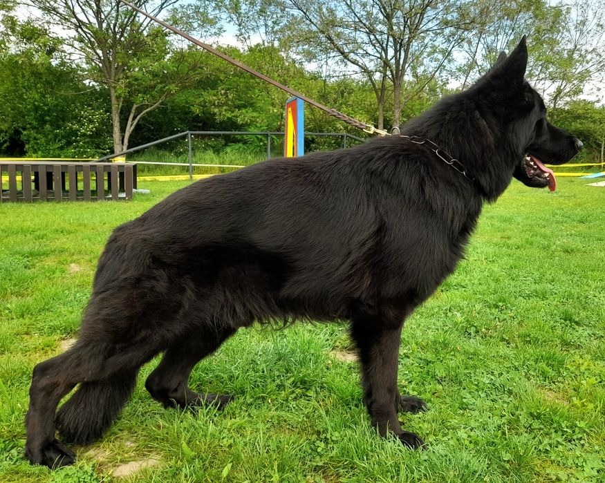 Mascul Ciobanesc german cu pedigree