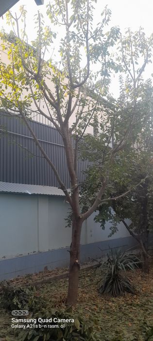 Archa daraxtlarga shakl beramiz,gullar ekamiz gazon ekamiz