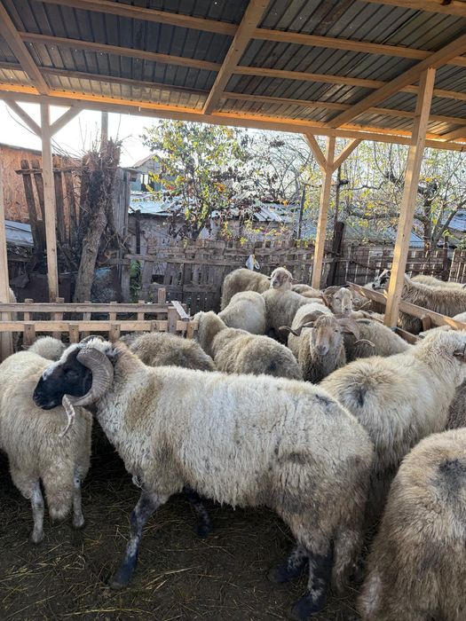 De vânzare 35 de berbeci miori la 2 ani buni de prăsilă și de taiat