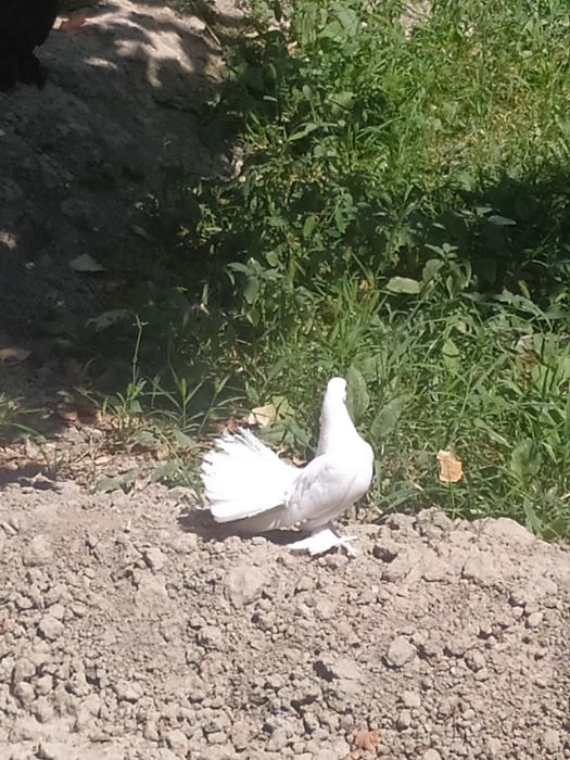 Голуби- павлины чистой породы