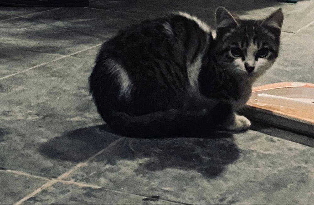 Продаётся котёнок