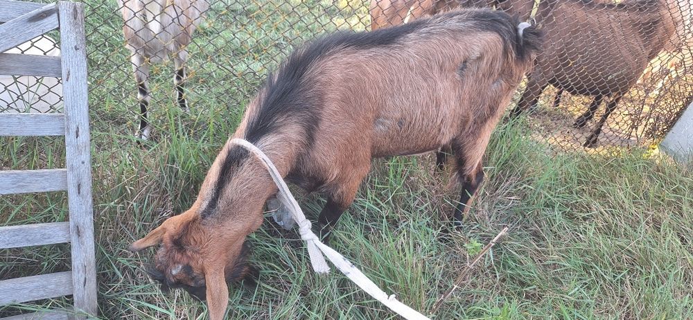 Vand sau schimb tapi din rasa alpin francez