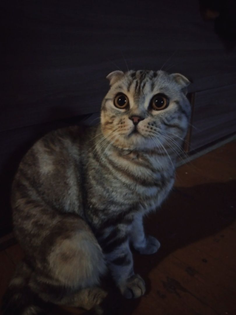 "Кот на час" для вязки