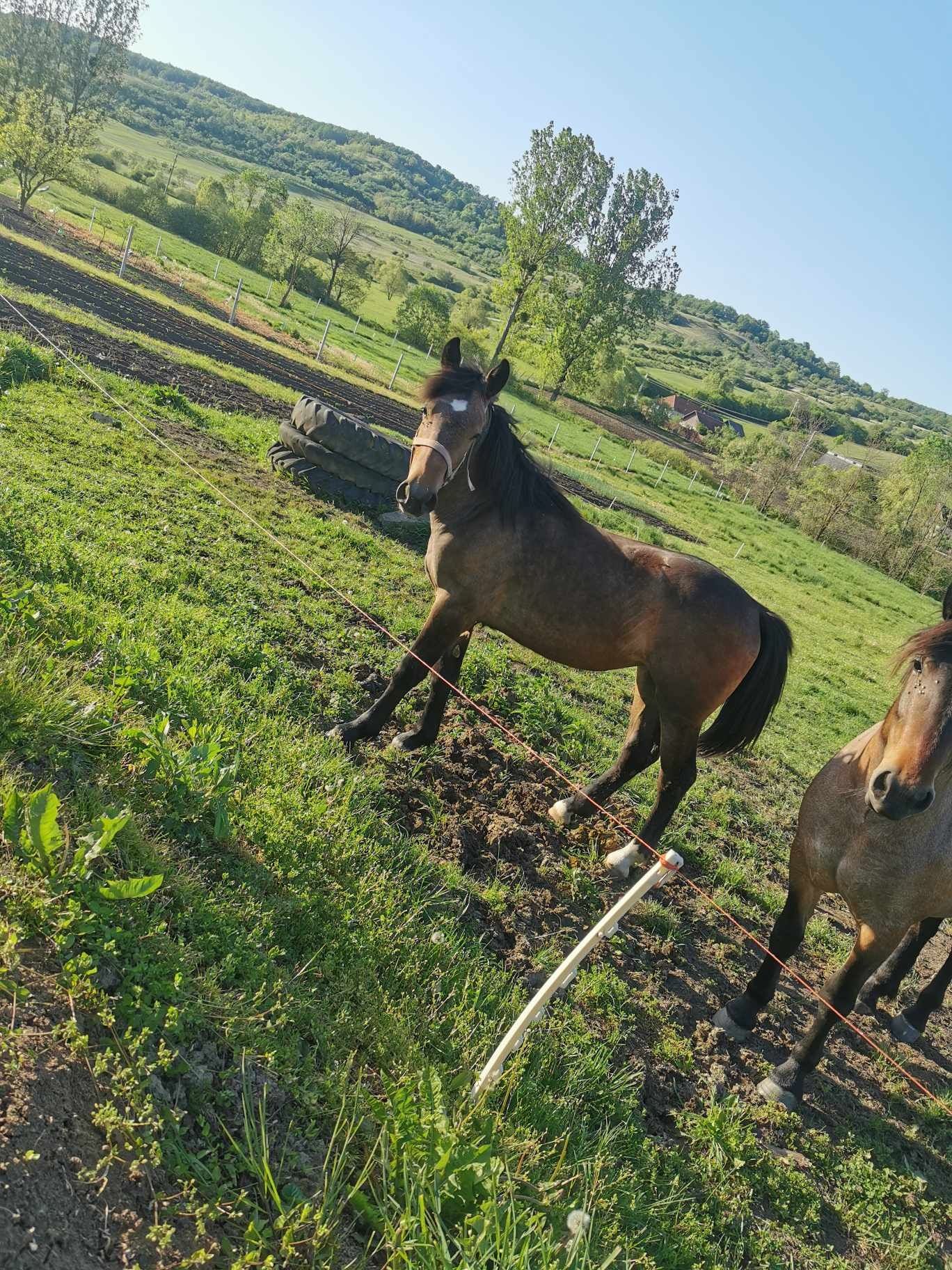 Vând mânză de 12 luni