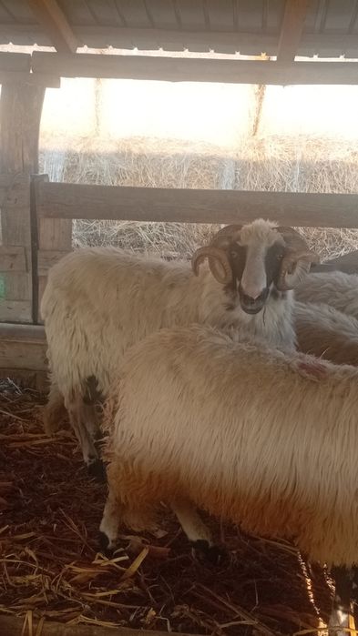 Berbec breaz țurcan de vânzare!