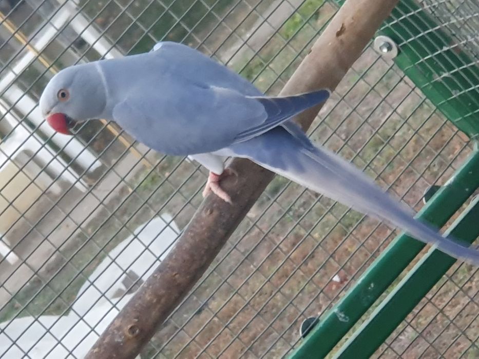 Papagali Micul Alexandru, 2024, ADN