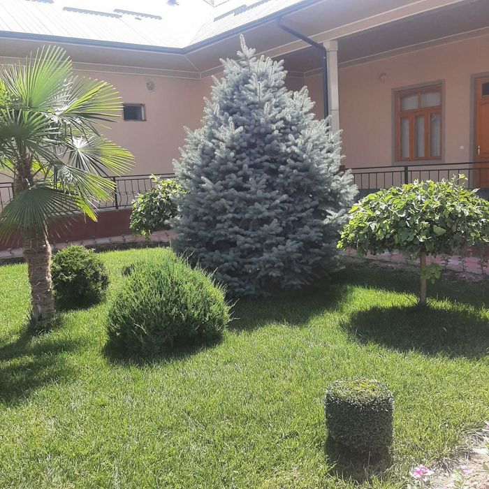 Archa daraxtlarga shakl beramiz,gullar ekamiz gazon ekamiz