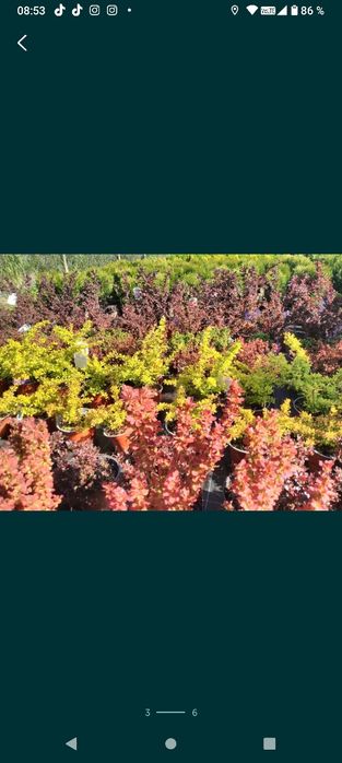 Berberis diferite culori