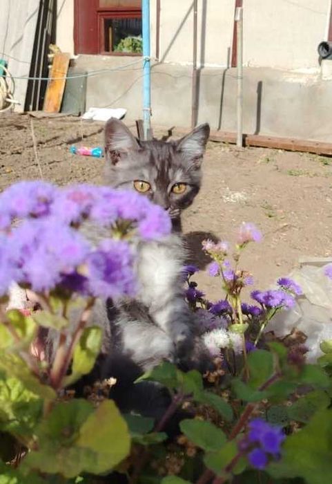 Отдам в добрые руки очаровательную кошечку