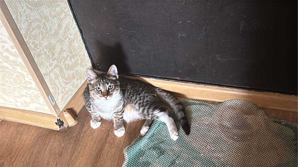 Котёнок даром в хорошие руки