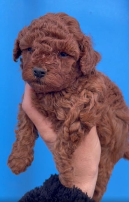 Той Пудел Puddle