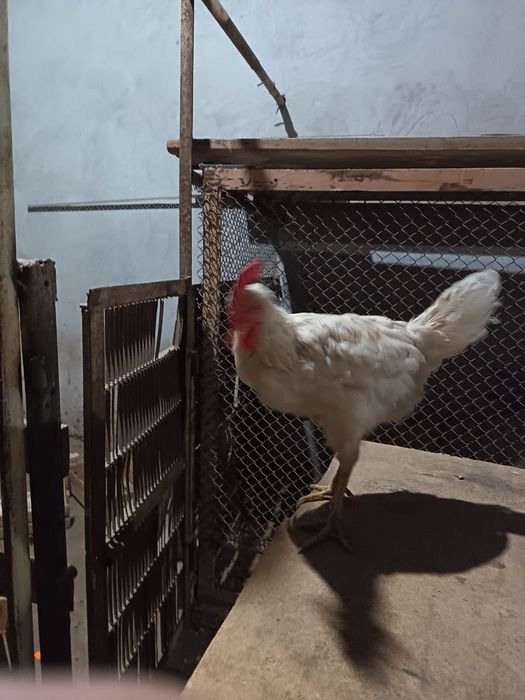 Yapon xorozla sotiladi