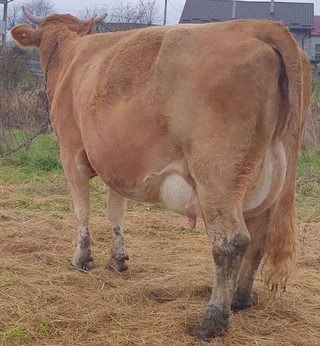 De vânzare vacă balțată românească cu Tauraș