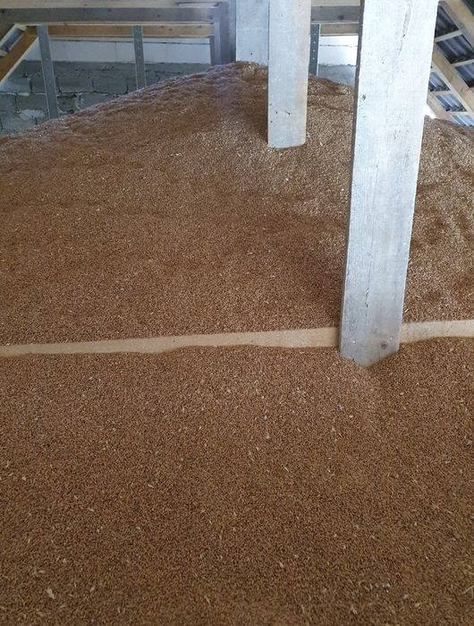 Grau insacuit la 40-50kg