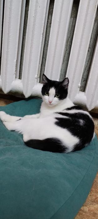 Мега Ласковая СОНЯ стерилизованная привитая!